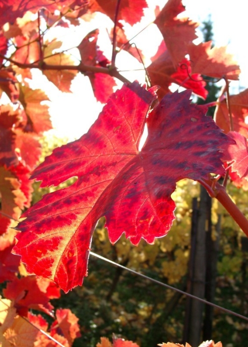11030023 Dornfelder Blatt